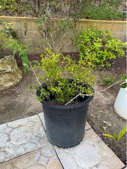 Pomegranate Plant / Fruiting Pomegranate Tree