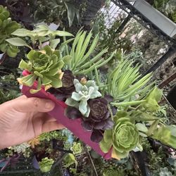 Pretty Succulent 