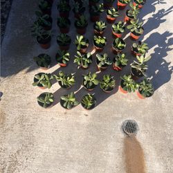 Jade Plants