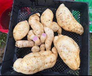 Okinawa sweet potato plants