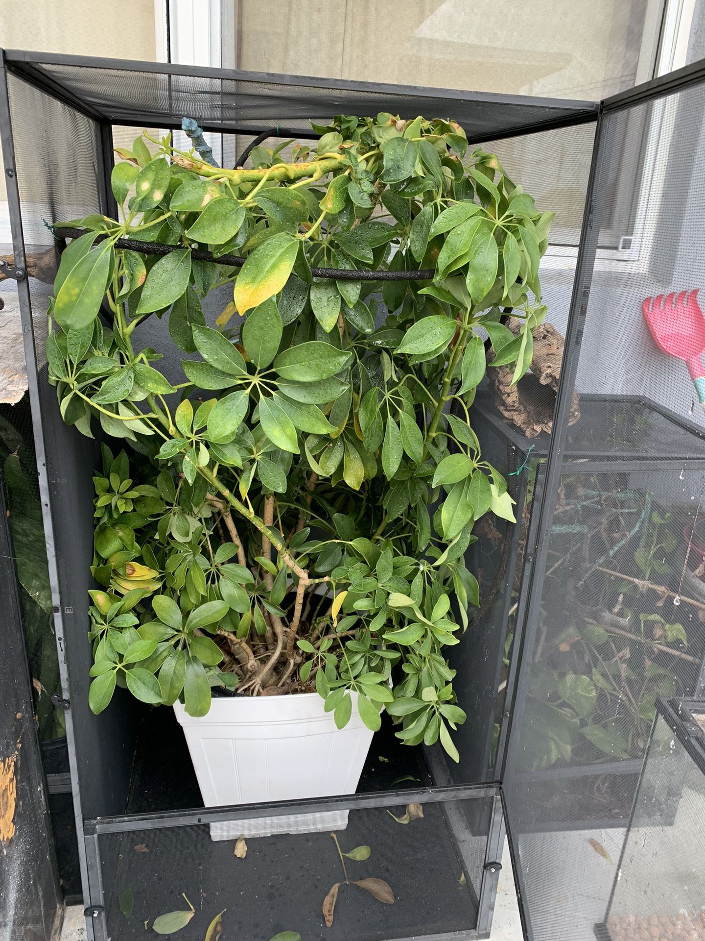 Reptile Enclosure