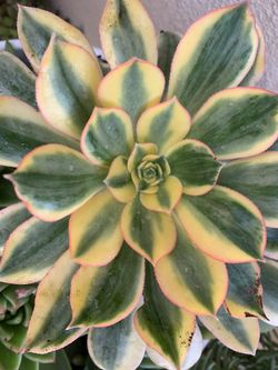 Beautiful Succulent