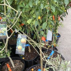 Calamansi Phillipines Lemon Starter Plant 3 Gallon