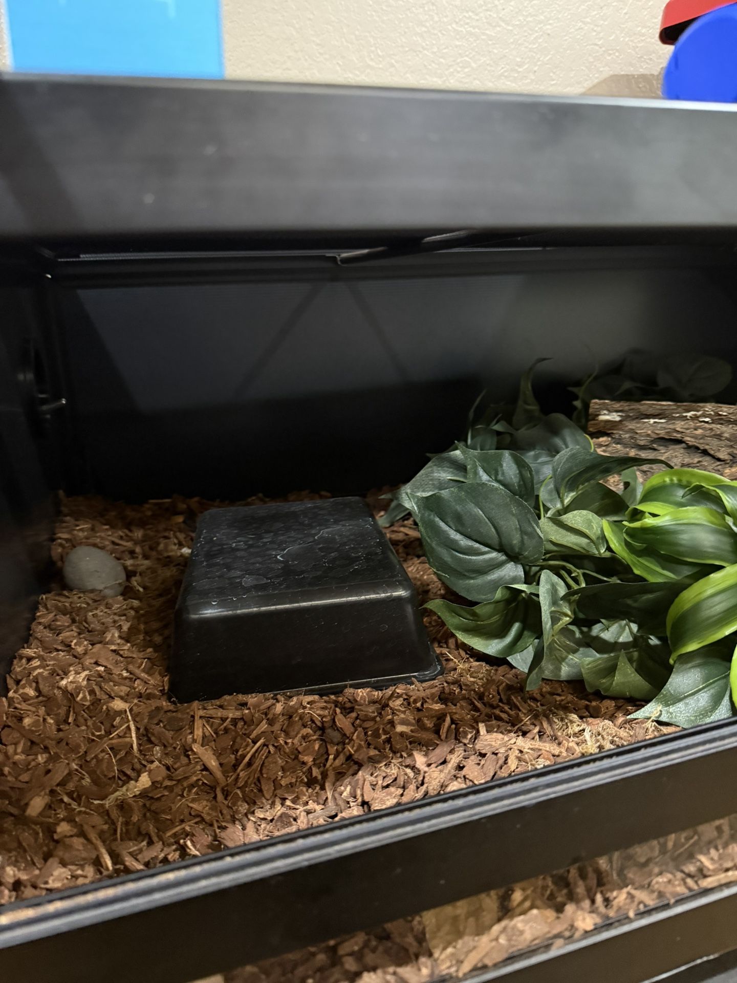 Boa Enclosure