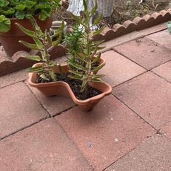 Flowering Succulents