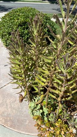 Free plant