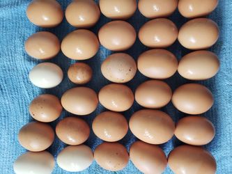 Farm Fresh Organic Cage Free Eggs