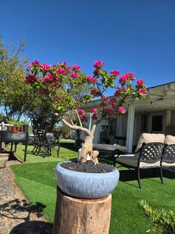 $255 Old Bonsai Bougainvillea 🌿