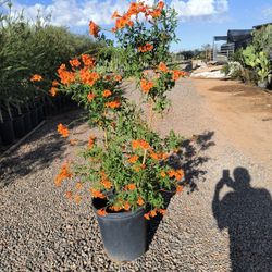 Orange Bells Plants  Yellow Bells