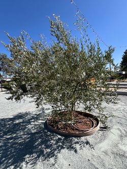 Mature Fruitless Olive Trees 36” Box