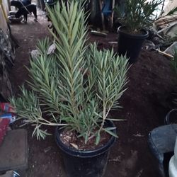 Dwarf (Petite) Oleander 