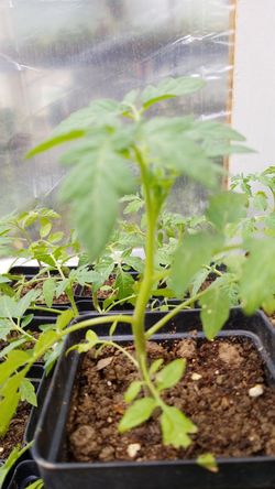 Large cherry tomatoes plants