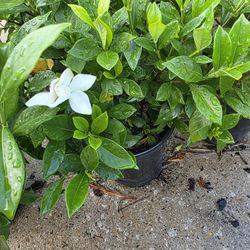 Gardenias 1gallon Bushes 