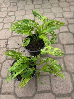 Variegated monstera Swiss cheese 25$ each