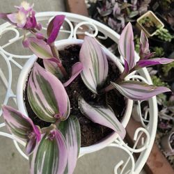 Pink Purple Tradescantia Nanouk Plant  Ceramic Pot Included 