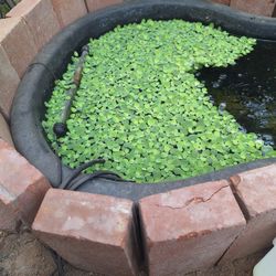 Aquarium Plants/ Water Lettuce/Guppies Grass