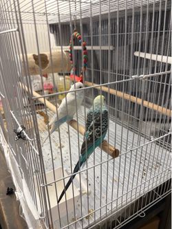 Bird cage free