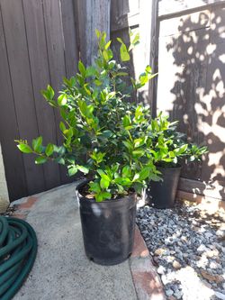 Natural Plant