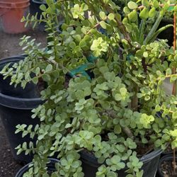 Elefan Food Plans Or Jade In 5G $30 In One Gallon $10 Each Price Firm 