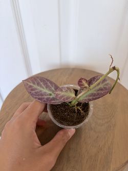 Hoya cryptic chrome