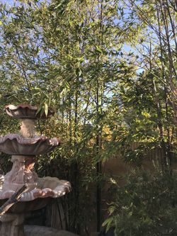 10 feet bamboo trees