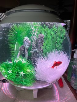 Biorb 4 gallon fish tank