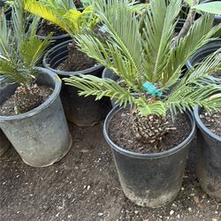Sago palm