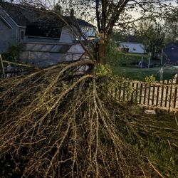 Free branches & trimming trees !