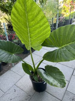 Alocasia Hoja De Elefante/ elephant plant