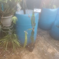 Yellow Thai Dragon Fruit Plants only 1 at $6.00