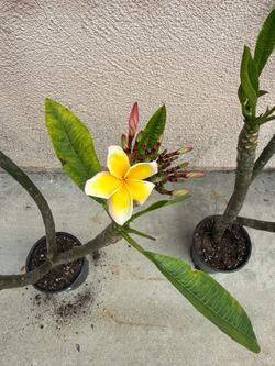 Plumeria plants in one gallon from 25 up 30