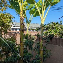 Ice Cream Banana 9-10ft