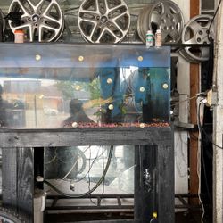 Fish Tank With Fishes 