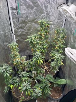 Whole set up plus two plants hmu late flower almost ready