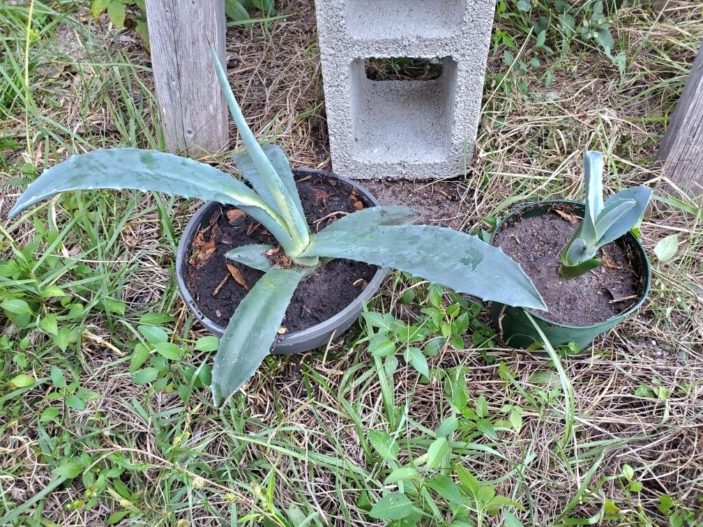 (2 for $12) Blue Agave succulent potted plants