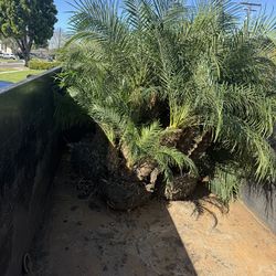 Palmas de 24 galones