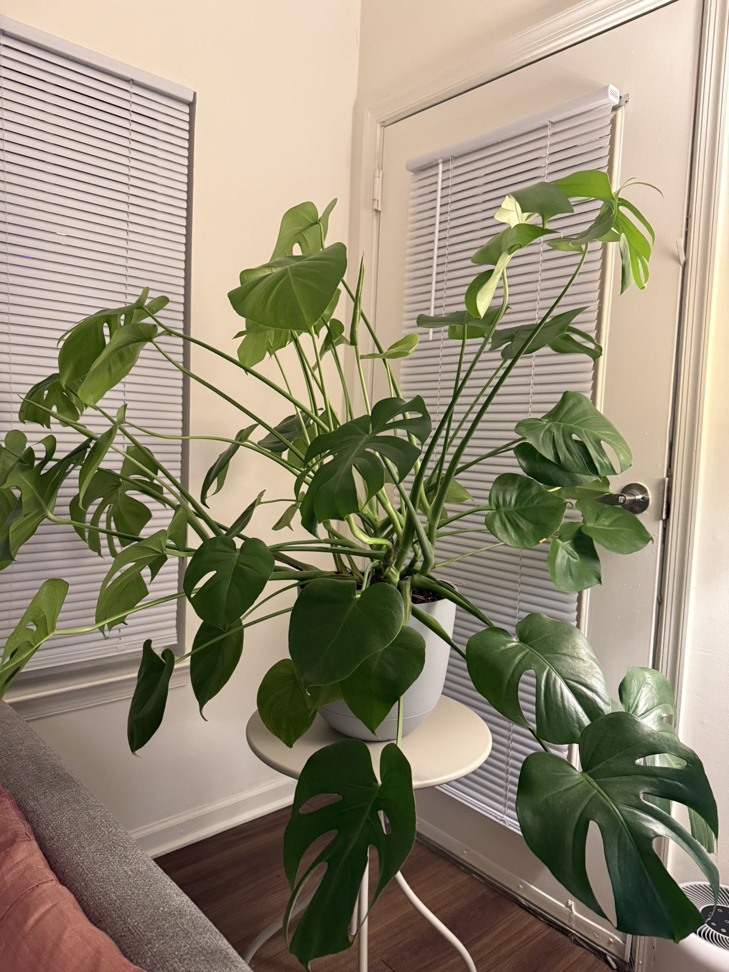 🌿 Beautiful & Healthy Monstera Plant – Adds a Tropical Touch to Your Home