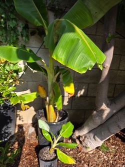 Blue Java Ice Cream Banana Tree 5 Feet