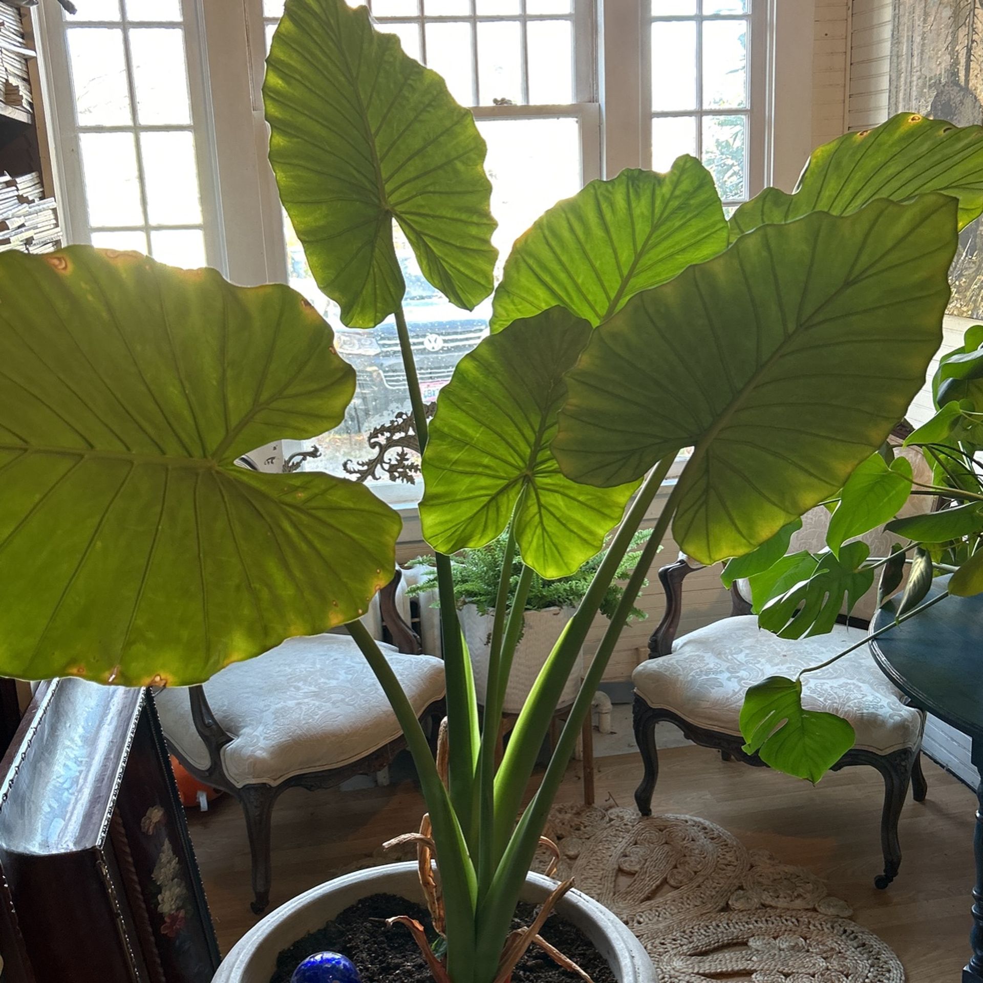 Elephant Ear Plant With Pot 