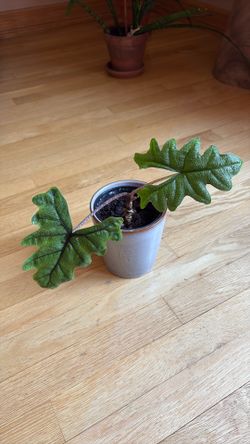 Alocasia Batwing