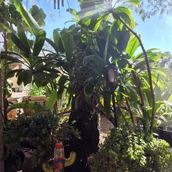 Tropical Plants Garden