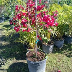 Beautiful Bougainvillea Trees On Sale Now $110