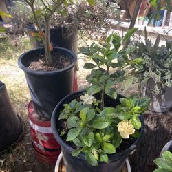 Plantas Disponibles De Gardenia 