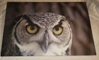 Owl Canvas, New