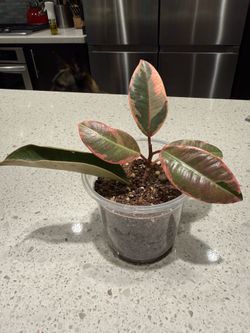 Ficus elastica ruby plant
