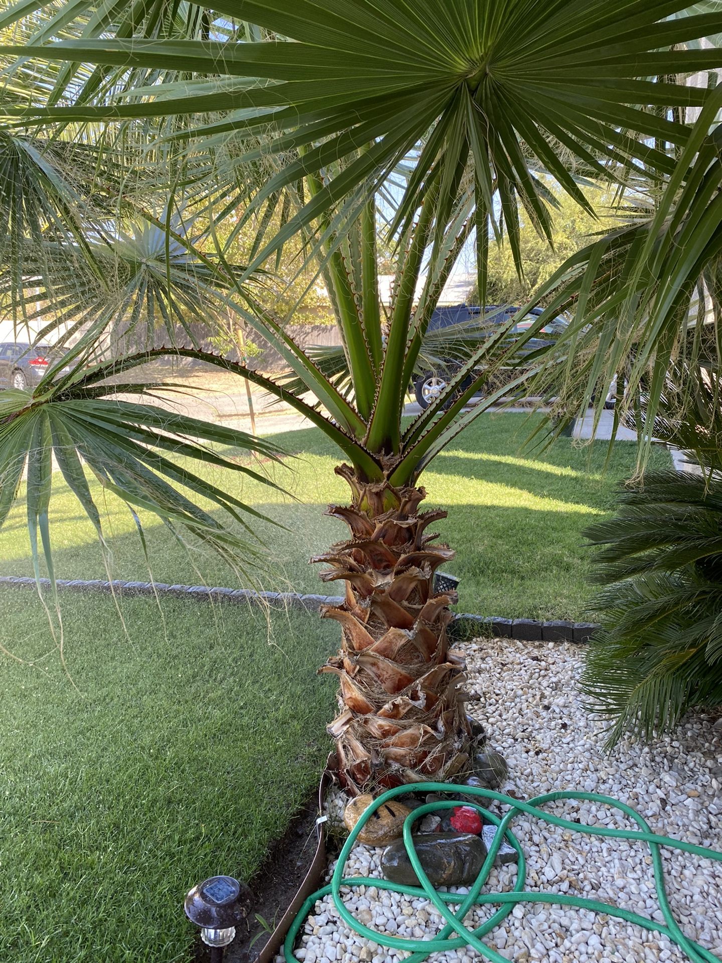 Palm Tree 60$