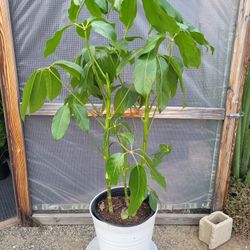 Umbrella Plant 10" Nursery Pot 4ft Tall $20 Each