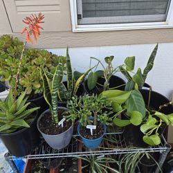 Real Plants