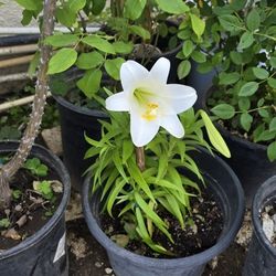 White Lily Plant