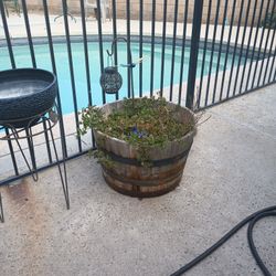 Potted Hibiscus Small Tree &  Succulent